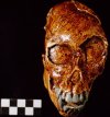 Cráneo de Proconsul, 23 millones de años